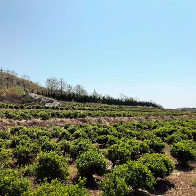 金银花树，产地一手货源，量大优惠，欢迎新老客户前来合作