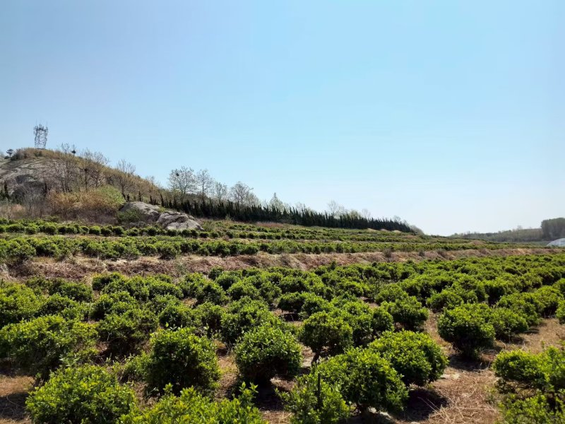 金银花树，产地一手货源，量大优惠，欢迎新老客户前来合作