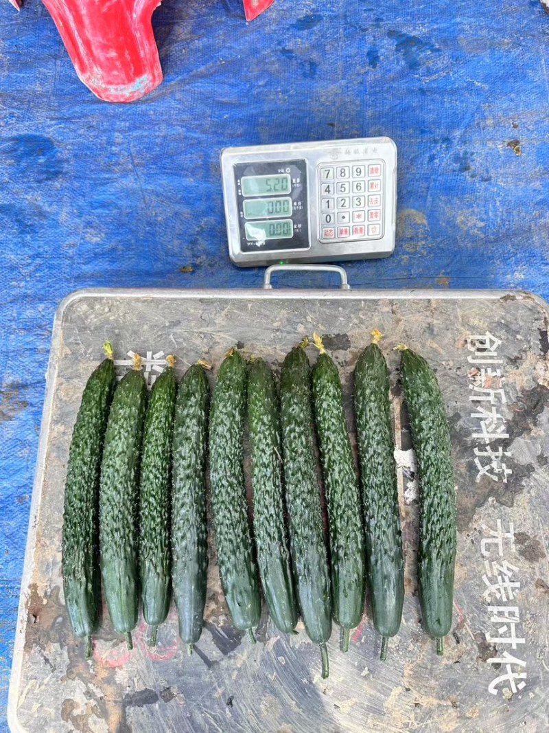贵州密刺黄瓜，黑亮直条，按需采摘，基地直发