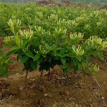 金银花苗，四季金银花苗，大量有货。产地一手货源，欢迎合作