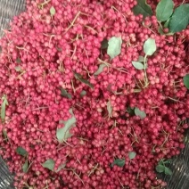 甘肃陇南六月花椒大量供应货源充足，量大从优，规格齐全