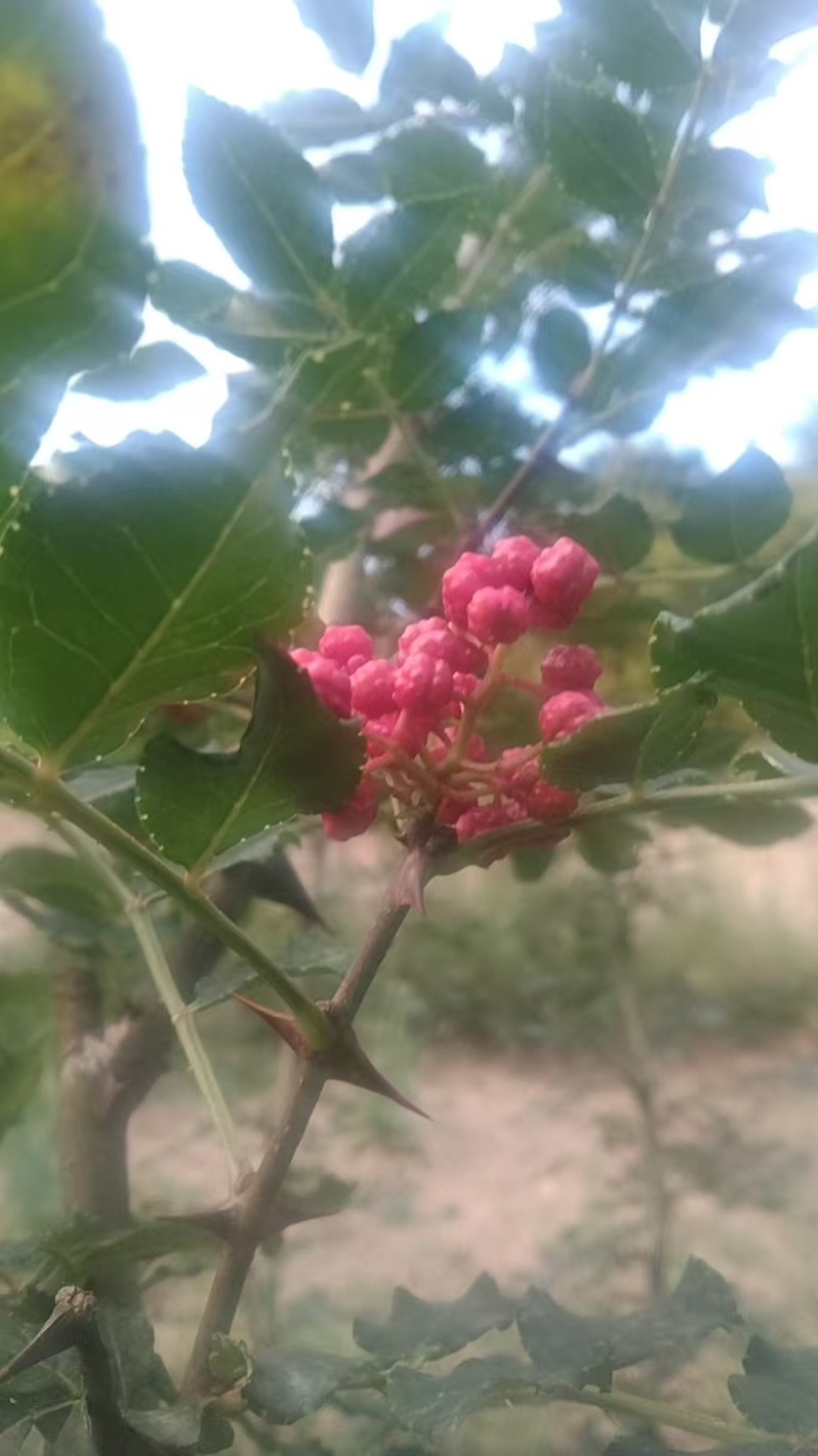 甘肃陇南六月花椒大量供应货源充足，量大从优，规格齐全