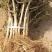 金银花苗，四季金银花苗，大量有货。产地一手货源，欢迎合作