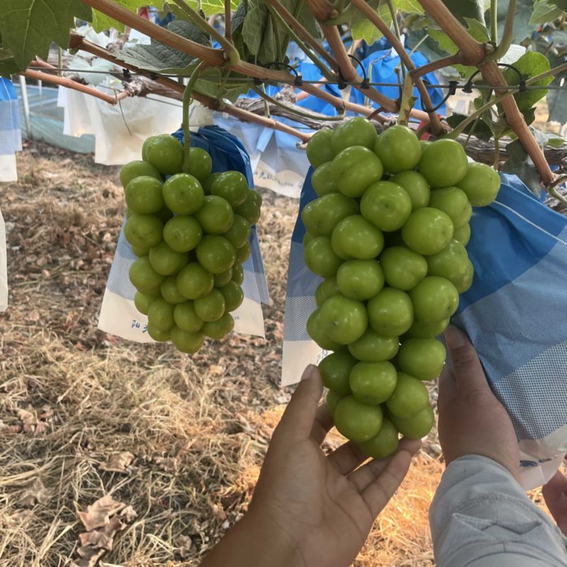 自产自销自根香脆甜阳光玫瑰葡萄