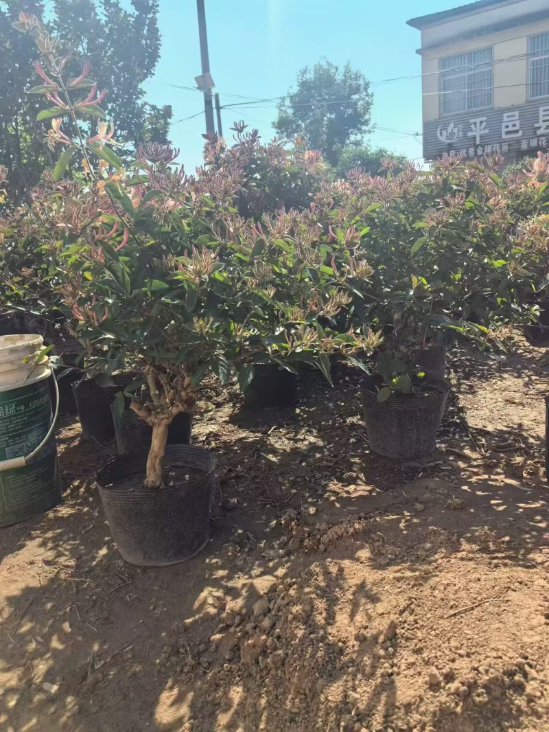 红金银花苗，五彩金银花盆苗，