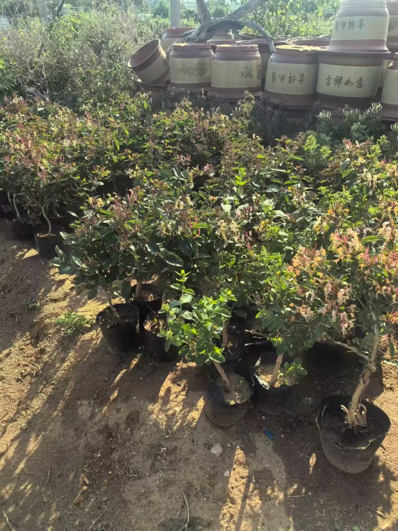 红金银花苗，五彩金银花盆苗，
