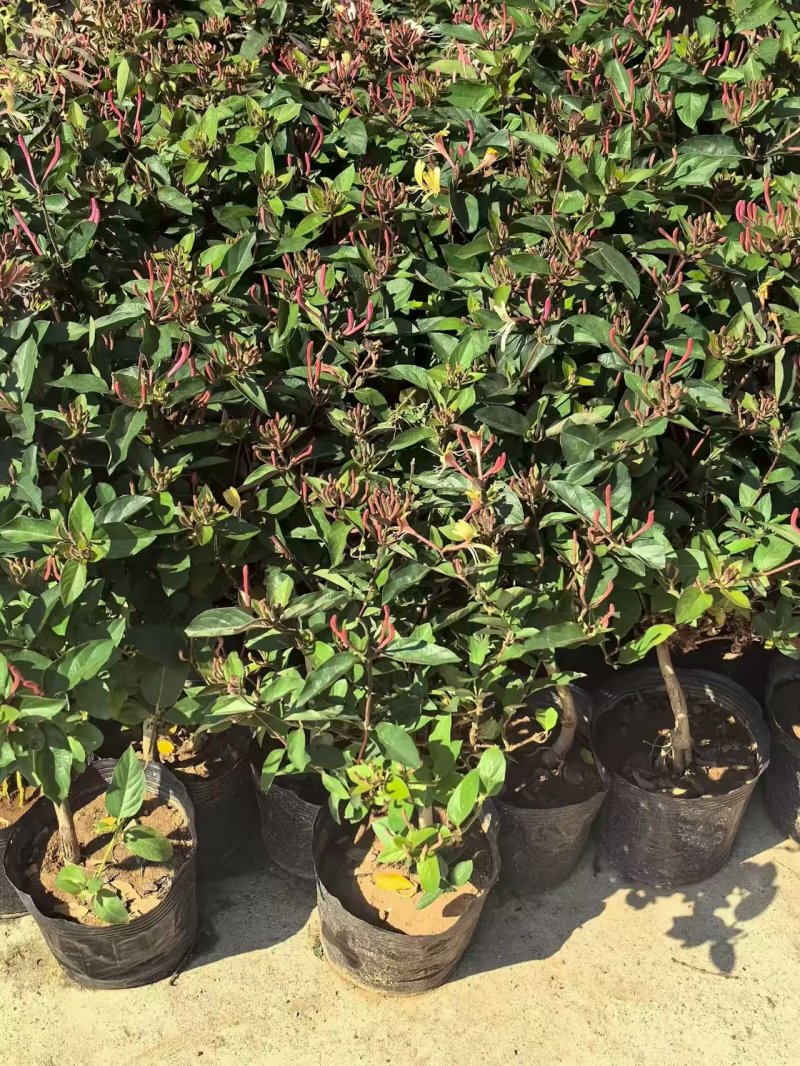 红金银花苗，五彩金银花盆苗，