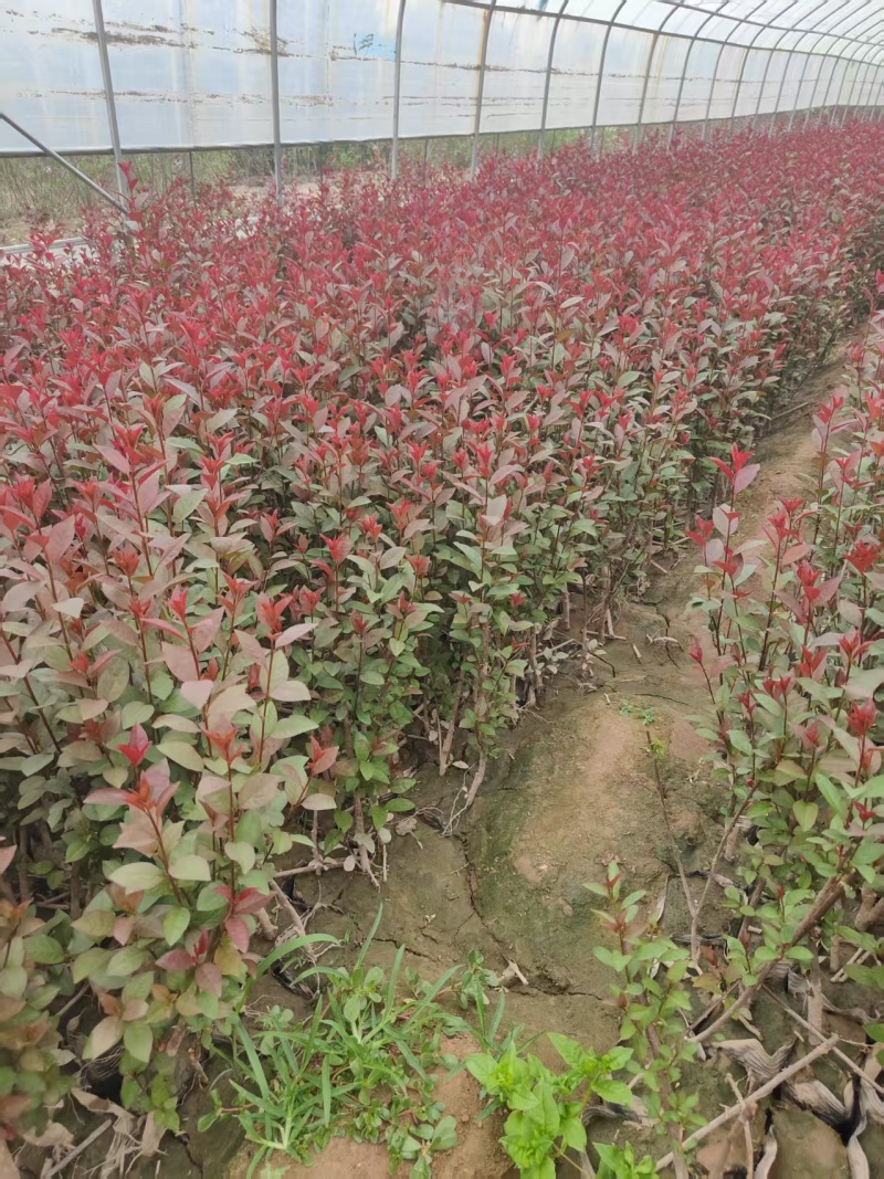 营养杯紫叶矮樱大量出售50-60公分紫叶矮樱，基地直供