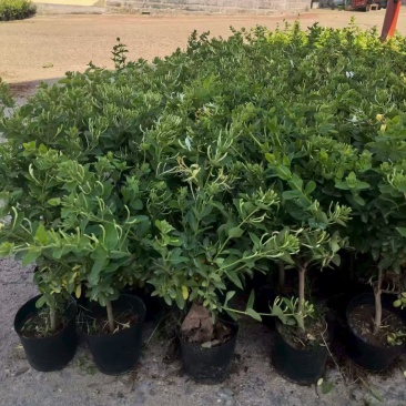 金银花盆苗，百花一号金银花苗基地直发品质保证大量现