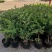 金银花盆苗，百花一号金银花苗基地直发品质保证大量现
