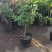 金银花盆苗，百花一号金银花苗基地直发品质保证大量现