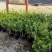 金银花盆苗，百花一号金银花苗基地直发品质保证大量现