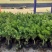 金银花盆苗，百花一号金银花苗基地直发品质保证大量现