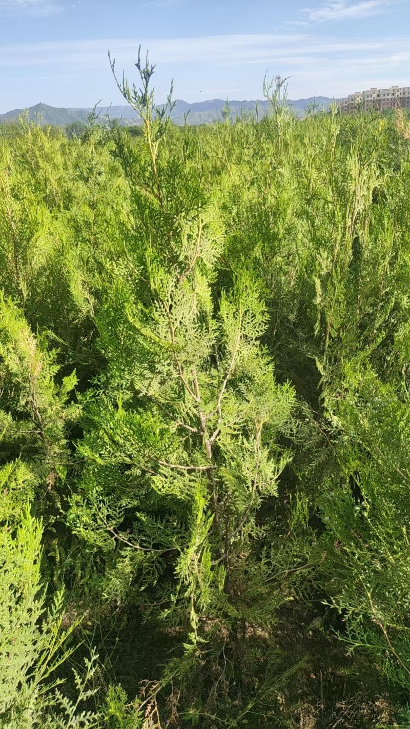 侧柏价格低，质量好，基地直供，量大优惠，支持看苗