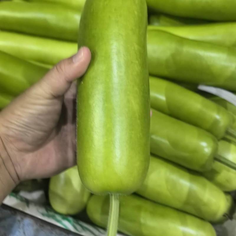 万亩新苗户瓜上市，质量好颜色绿，个头匀称