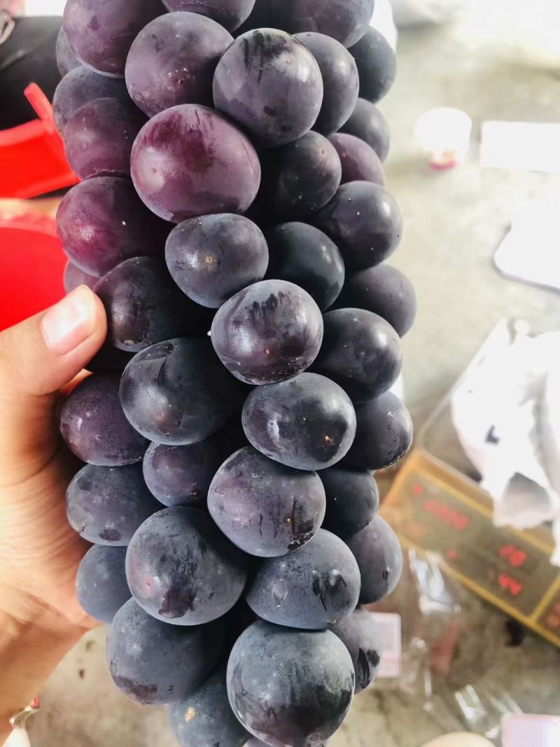 巨峰葡萄批发，***********（微信同步）