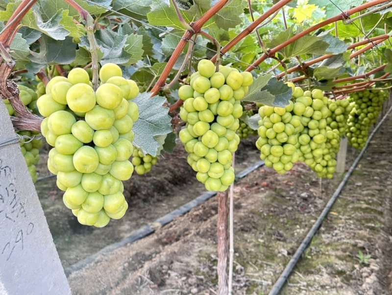 湖北潜江精品阳光玫瑰