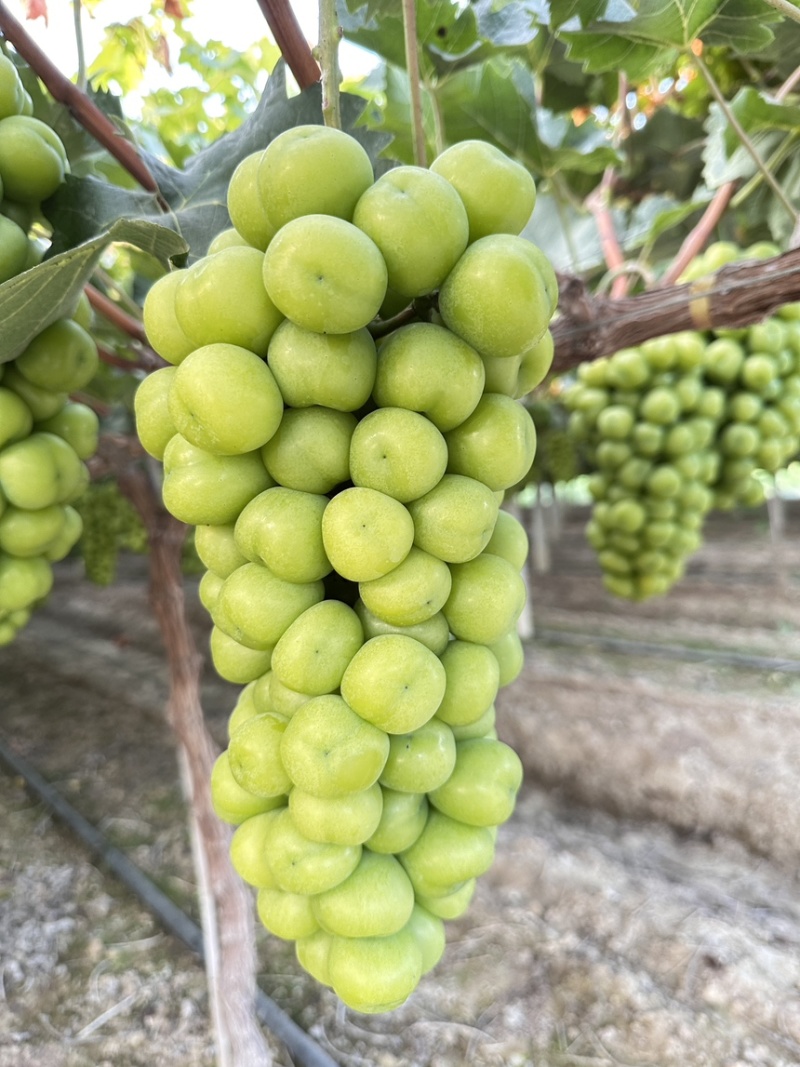 湖北潜江精品阳光玫瑰