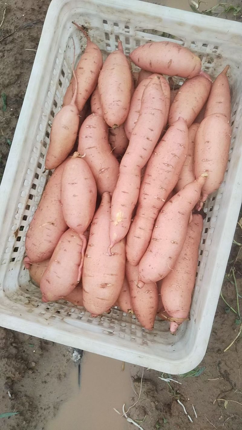 河北沙地龙九，对接电商市场各大商超，质量过硬，价格美丽，