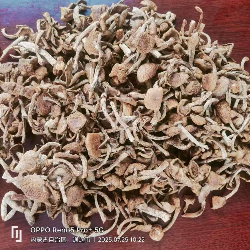 25年新出的滑子菇干