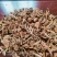 25年新出的滑子菇干