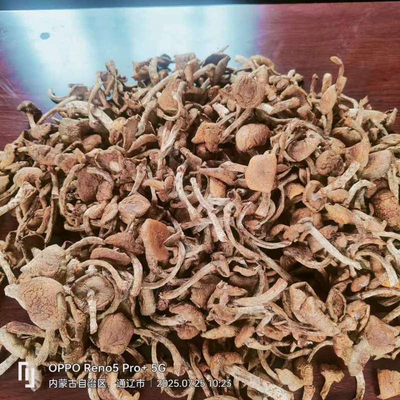 25年新出的滑子菇干