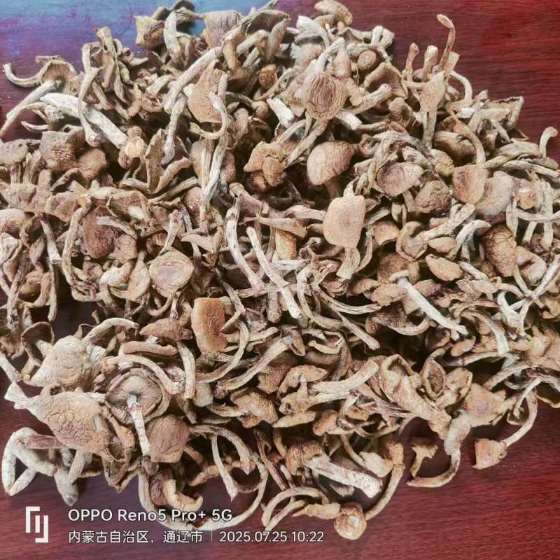 25年新出的滑子菇干
