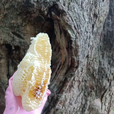 纯野生蜂蜜