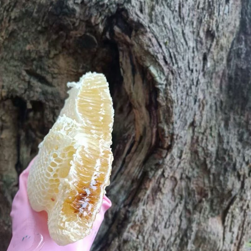 纯野生蜂蜜