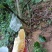 纯野生蜂蜜