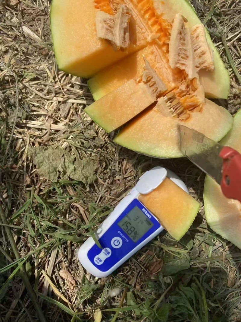 西州蜜，晓蜜25号哈蜜瓜产地供应，保质保量，可视频看货