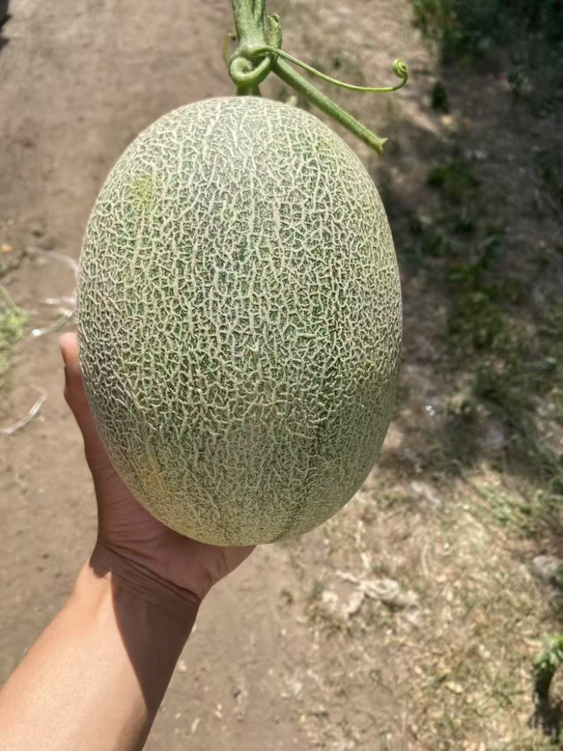 西州蜜，晓蜜25号哈蜜瓜产地供应，保质保量，可视频看货
