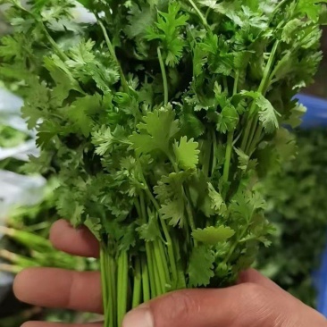 【热卖中】河北铁杆香菜走货快质量好价格优对接全国量大从优