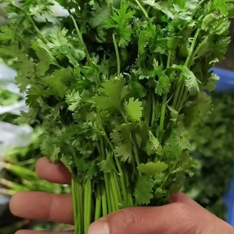 【热卖中】河北铁杆香菜走货快质量好价格优对接全国量大从优