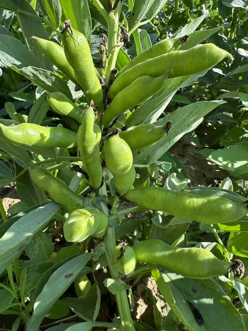 蚕豆角，需要的的联系，