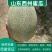 西州蜜，晓蜜25号哈蜜瓜产地供应，保质保量，可视频看货