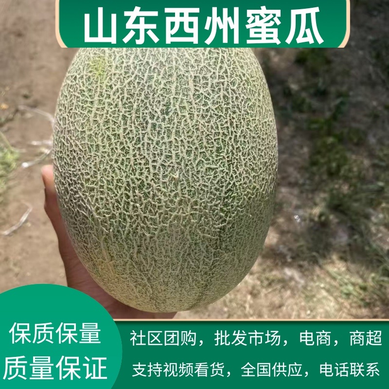 西州蜜，晓蜜25号哈蜜瓜产地供应，保质保量，可视频看货