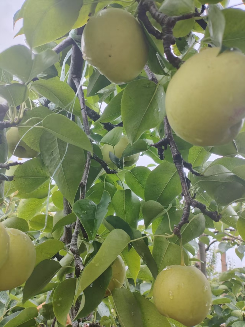 【丽江黄金梨】今日急售货量大欢迎各地老板联系