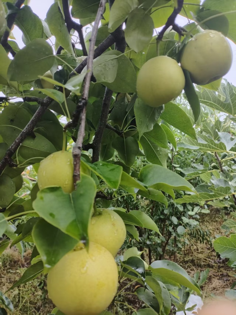 【丽江黄金梨】今日急售货量大欢迎各地老板联系