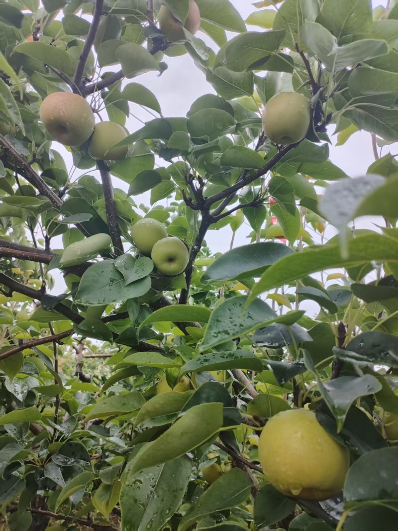 【丽江黄金梨】今日急售货量大欢迎各地老板联系