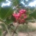 花椒红花椒六月椒大量供应，货源充足，一手货