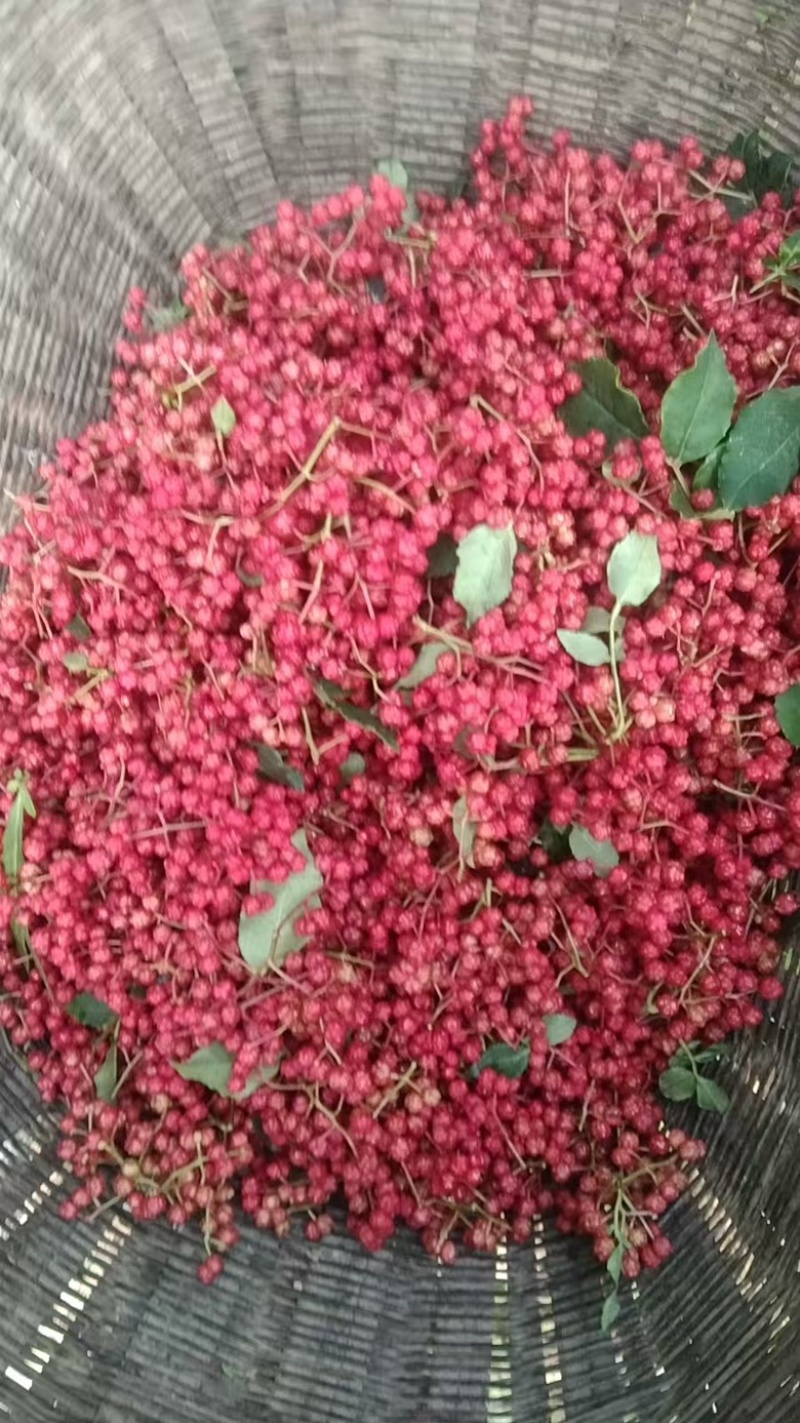 花椒红花椒六月椒大量供应，货源充足，一手货