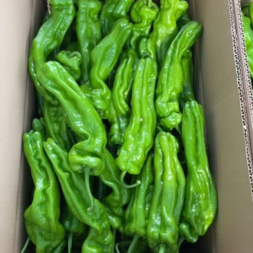 芜湖椒，产地直发，可视频看货，保质保量，欢迎各位老板咨询