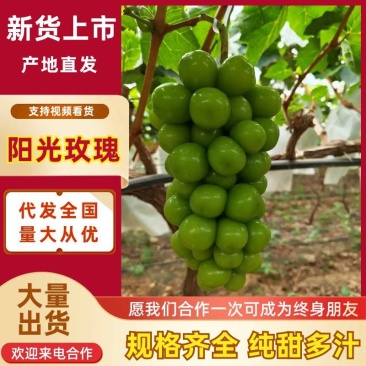 云南阳光玫瑰，精品货，工厂榨汁果，货源充足，产地批发联系