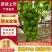 云南阳光玫瑰，精品货，工厂榨汁果，货源充足，产地批发联系