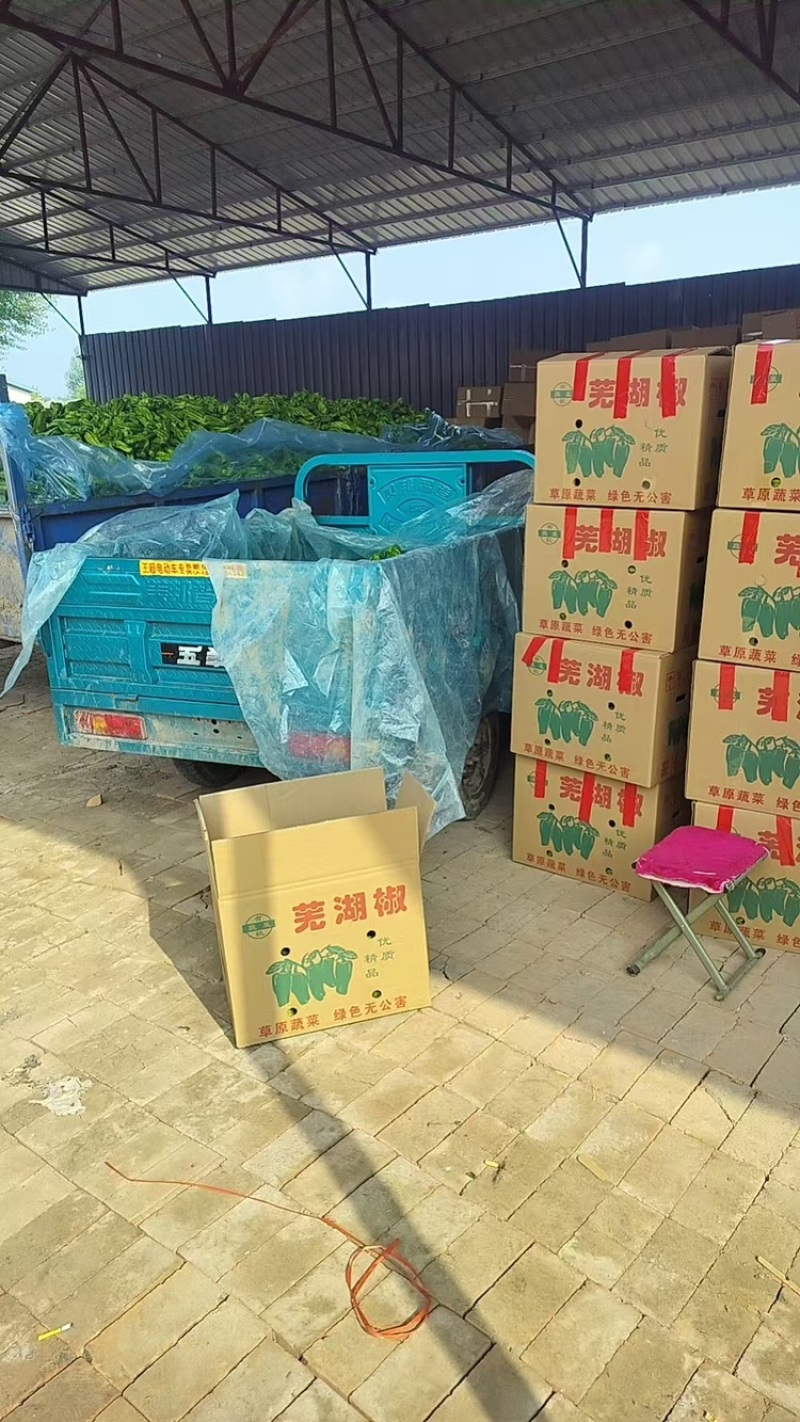 芜湖椒，产地直发，可视频看货，保质保量，欢迎各位老板咨询