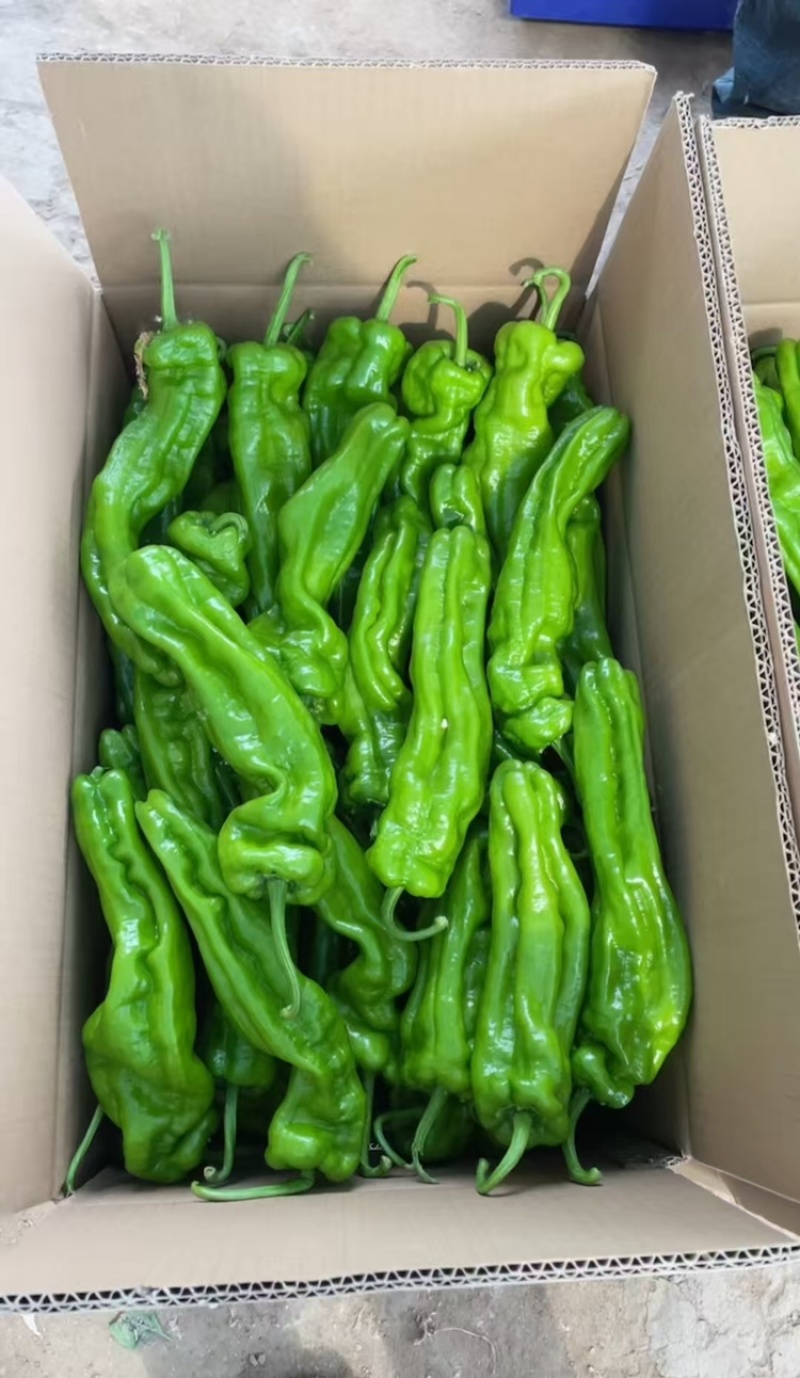 芜湖椒，产地直发，可视频看货，保质保量，欢迎各位老板咨询