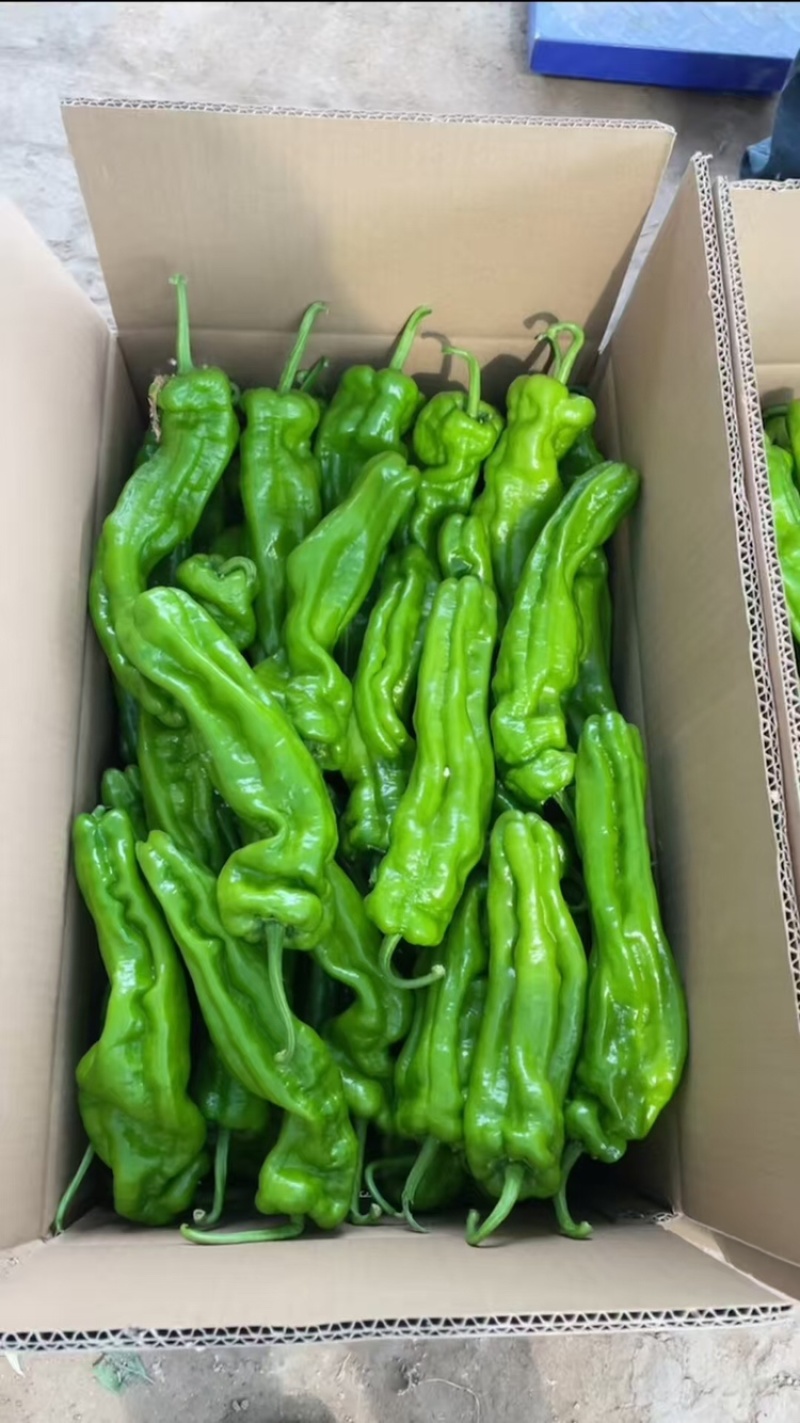 芜湖椒，产地直发，可视频看货，保质保量，欢迎各位老板咨询