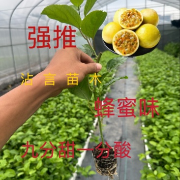 广西百香果苗纯香甜钦蜜9号嫁接苗四季不断结果