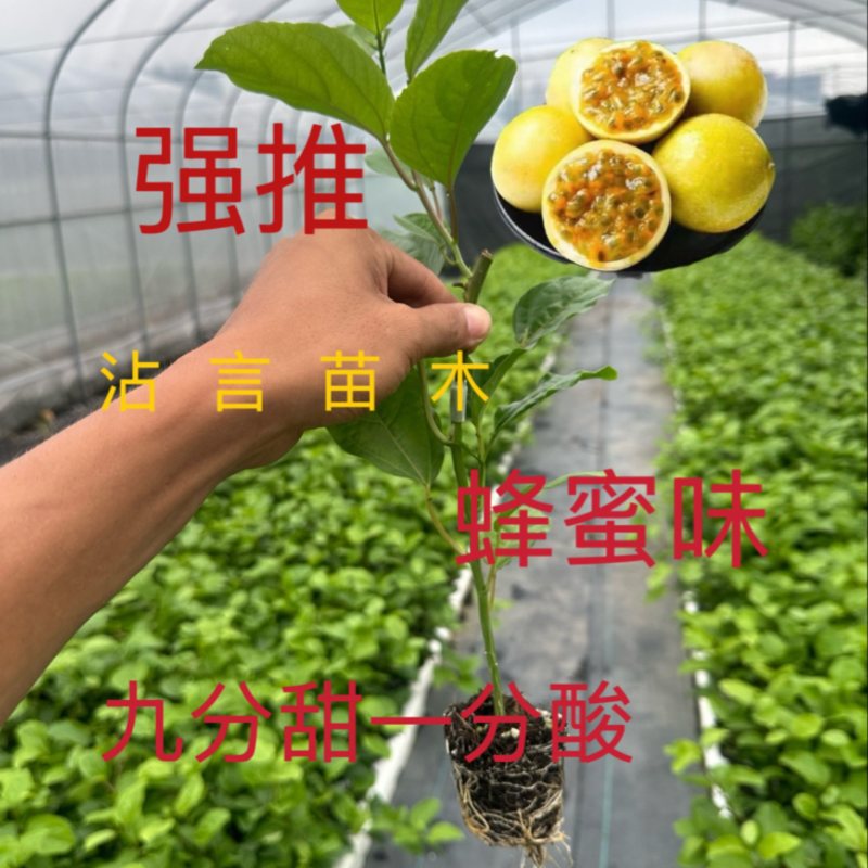 广西百香果苗纯香甜钦蜜9号嫁接苗四季不断结果
